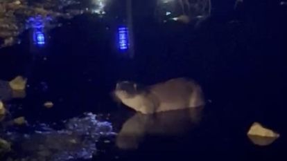 Gece saatlerinde göl kıyısında su samuru görüntülendi