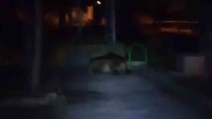 Bolu'da çocuk parkına ayı girdi