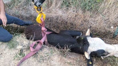 Bolu'da kanala düşen inek için itfaiye seferber oldu